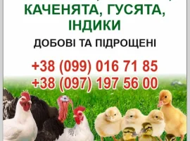 Зображення для оголошення Бройлери ,курчата ,каченята ,густа,індики.