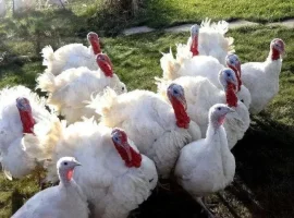 Зображення для оголошення Продам індики бройлери