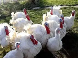 Зображення для оголошення Продам індики бройлери