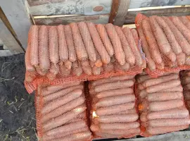Зображення для оголошення Продам гарну моркву на переробку