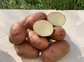 Зображення для оголошення Продам насіннєву картоплю сорт Фотинія (1 репродукція)