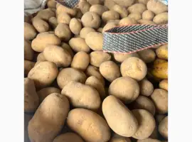 Зображення для оголошення Продам картоплю товарну з Польщі