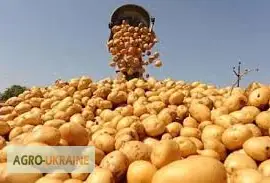 Зображення для оголошення Продам оптом від виробника насіння картоплі Арізона. Умань