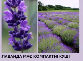 Зображення для оголошення Саджанці лаванди