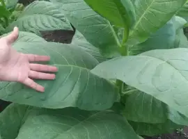 Зображення для оголошення Продам насіння табаку ДЮБЕК
