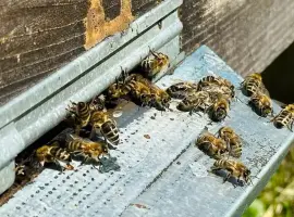Зображення для оголошення Продам бджолопакети породы карпатка