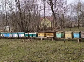Зображення для оголошення Бджолопакети карпатка з доставкою