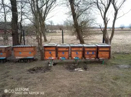Зображення для оголошення Бджолопакети карніка та карпатка.