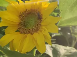 Зображення для оголошення Бджолопакети, бджола карніка