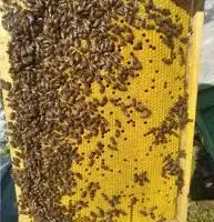 Зображення для оголошення Бджолопакети Карніка