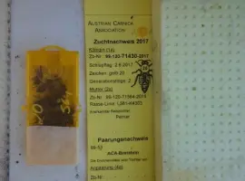 Зображення для оголошення Пчеломатки карника(краинка)