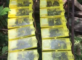 Зображення для оголошення Продам Матки (Карпатка ) замовленя на 2026-2027р