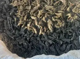 Зображення для оголошення Макуха соняшникова