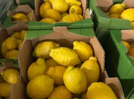 Зображення для оголошення Продаж лимона з Іспанії
