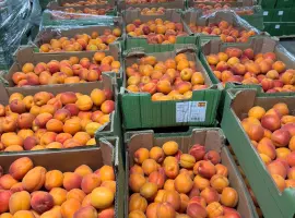 Зображення для оголошення Продаж свіжого абрикосу з Іспанії