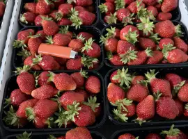 Зображення для оголошення Продам свіжу полуницю, лохину, малину, смородину