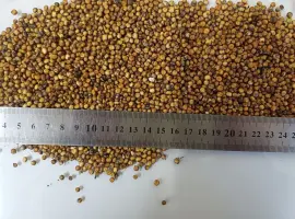 Зображення для оголошення Продамо залишки червоного сорго вр.2025 року