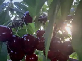 Зображення для оголошення Продам черешню оптом прямо з саду