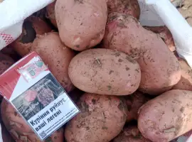 Зображення для оголошення Продам свіжовикопану молоду картоплю Белароса