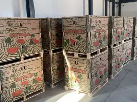 Зображення для оголошення Кавун