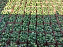 Зображення для оголошення Продам Кавун вищої якості!