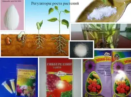 Зображення для оголошення Кинетин Гиббереллин,Индолилмасленна к-та