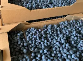 Зображення для оголошення Ягода лохини