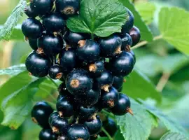 Зображення для оголошення Купуємо смородину