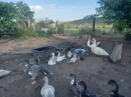 Зображення для оголошення Продам утят мускусной утки  для разведения