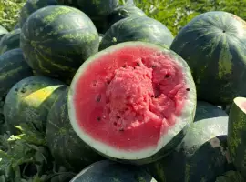 Зображення для оголошення Продам кавун Саніара(безкісточковий)Луїзітана опт
