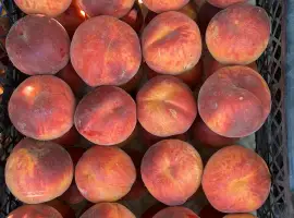 Зображення для оголошення Продам персик