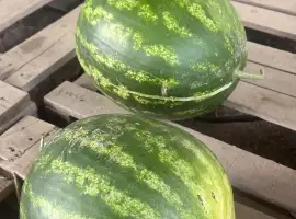 Зображення для оголошення Кавун НУН