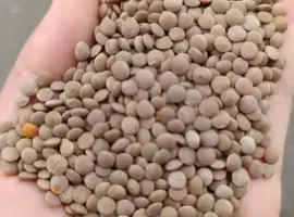 Зображення для оголошення Продам сочевицю червону посівну