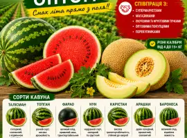 Зображення для оголошення Продаж динь та кавунів оптом з поля