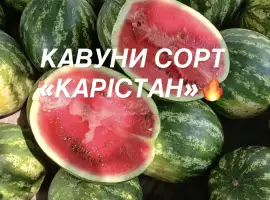 Зображення для оголошення Солодкі та соковиті кавуни сорту «КАРІСТАН»