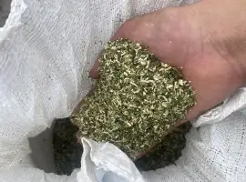 Зображення для оголошення Продам махорку 2026 року середньої та кріпкоЇ