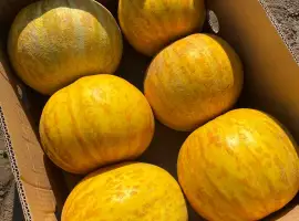 Зображення для оголошення Диня дністровська
