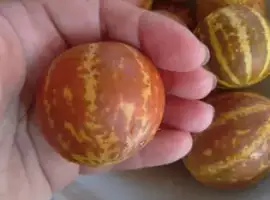 Зображення для оголошення Диня декоративна Королева Анна, насіння