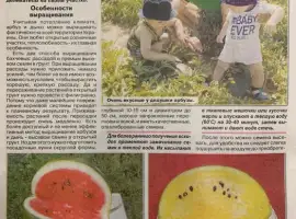 Зображення для оголошення Насіння помідор, кабачків, перців, динь, кавунів
