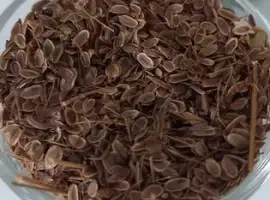 Зображення для оголошення Семена укропа .