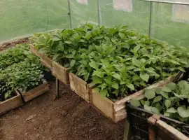 Зображення для оголошення Розсада продам домашню (баклажан,помідор)