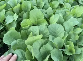 Зображення для оголошення Продам розсаду капусти