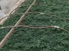 Зображення для оголошення Продам розсаду капусти