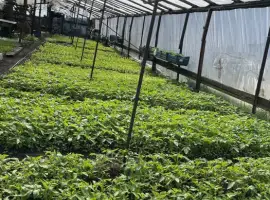 Зображення для оголошення Розсада, помідори