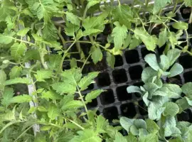 Зображення для оголошення Розсада голландія F кавун , помідор