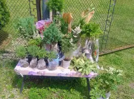 Зображення для оголошення Розсада та саджанці (Туї, Лаванда, Ялівець, Хости)
