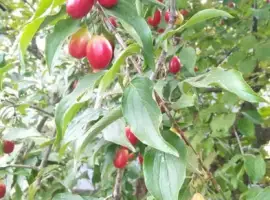 Зображення для оголошення Саженцы плодовых деревьев и кустов (айва)