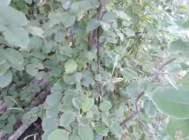 Зображення для оголошення Саженцы Айвы сладкая
