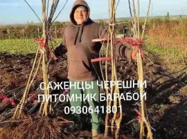 Зображення для оголошення Саженцы Яблони, Груши, Айвы. ОПТ, Розница.