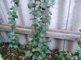 Зображення для оголошення Продам саджанці айви